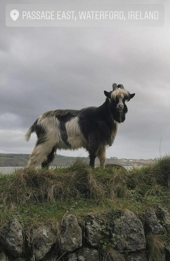 Ballyhack By The Sea Arthurstown Buitenkant foto